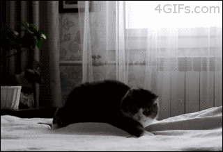 Cat vs Bed Sheets