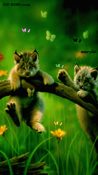 Funny animals nature GIF on GIFER - by Nalmelsa