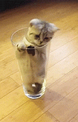 cat in a cup