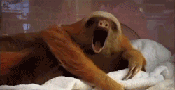 sloth yawning
