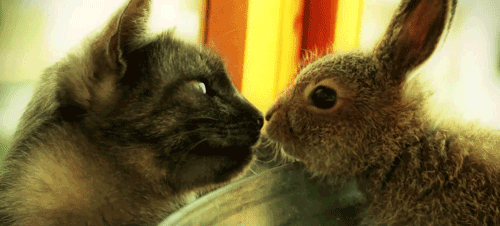 Bunny Kiss Funny Animal Images Gif King Com gif king