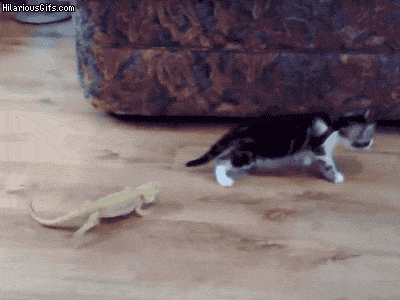 funny kitten absolutely terrified of lizards