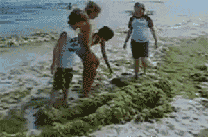 Pedobear Beach Trap