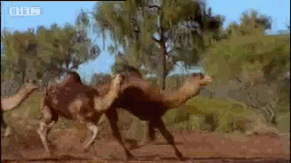 weird camel