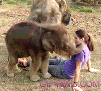 I Love Baby Elephant!