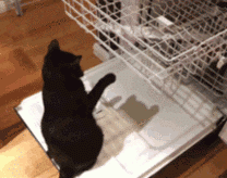 cat and the dishwasher