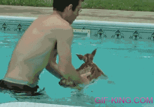 Rescuing Deer From Pool, NOPE