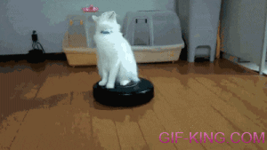 Cat On Roomba