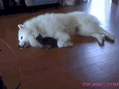 Adorable Kitten Plays With Fluffy Dog