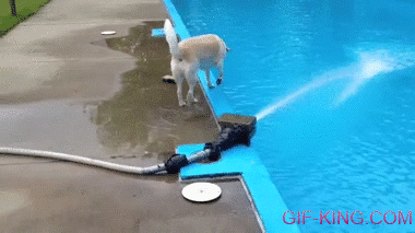 Dog Falls Into Pool