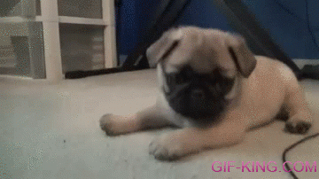 Pug Puppy Playing With Camera