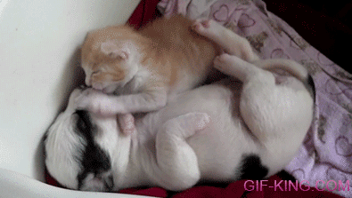 Kitten and Puppy Cuddle