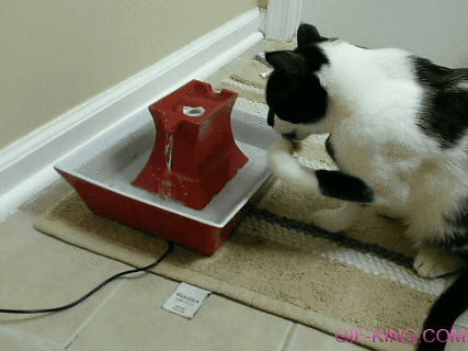 Cat Drinking Water From Paw