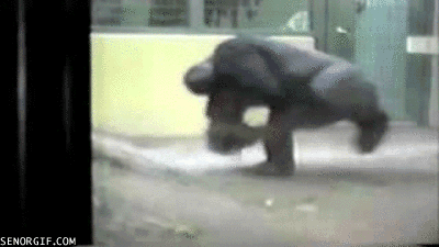 gorilla spin