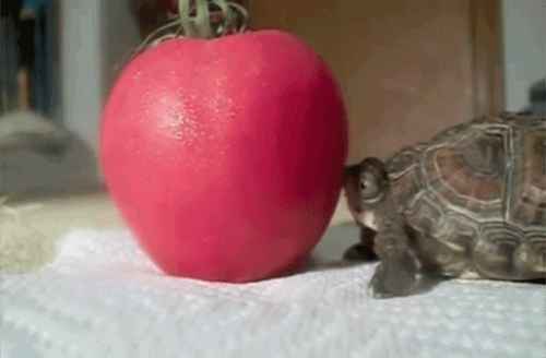 Baby Turtle vs. Tomato