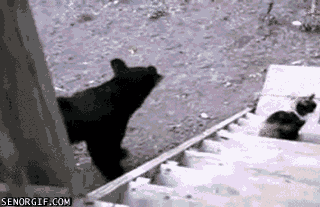 Don't Touch Me, Bear