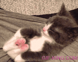 Little Kitten Stretches