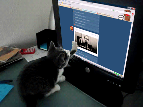 kitten scrolling image