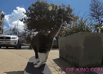 Cool Skateboarding Cat