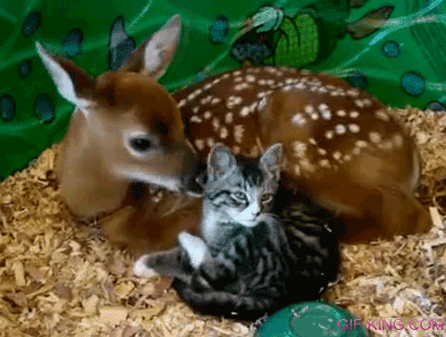 Deer Loves Cat