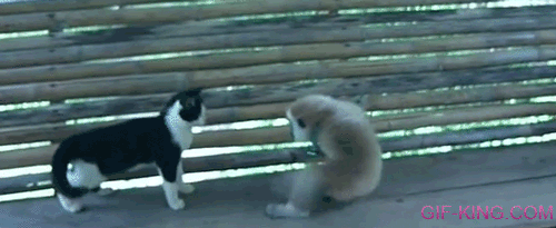 monkey vs. cat