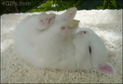 Rabbit sleep