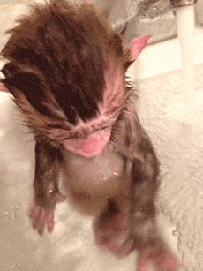baby monkey taking a bath