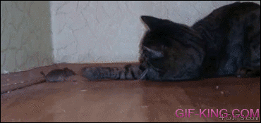 Cat Kisses Mouse