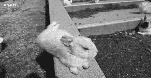 This bunny is not hurt though