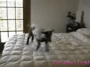 Goat Jumping on Bed