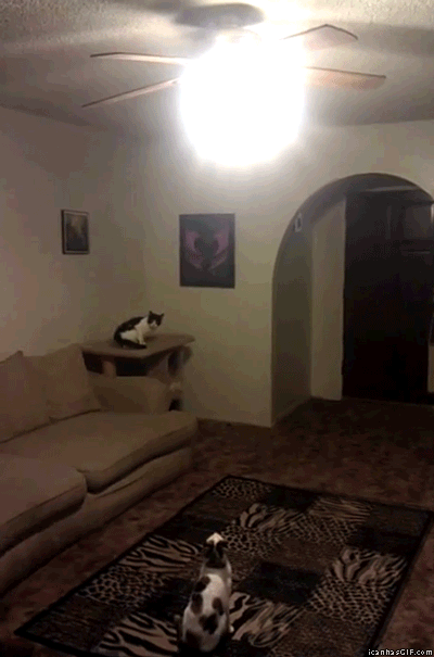 cat turns off light