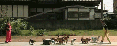 13 dogs jumping rope at the same time
