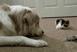 kitty attacks dog