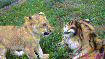 sweet tiger vs. lion fight
