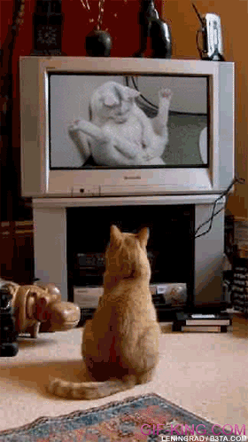 Funny Cat Porn