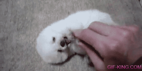 White Baby Dog