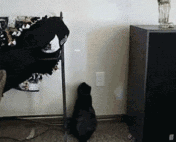 Cat chasing laser pointer