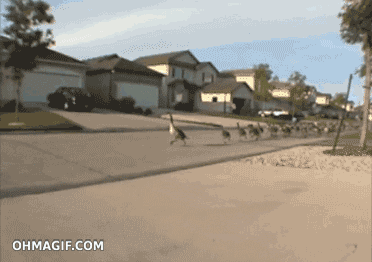 Geese Running