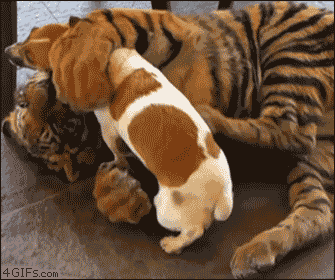tiger cub playing with a puppy