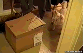 Cat in a box attacks dog