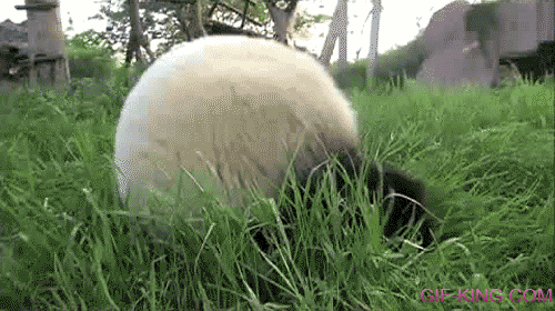 Rolling Ball of Panda