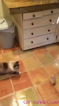 Fat Cat Jump Fail