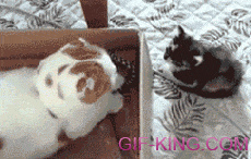 Kitten Vs. Cat