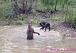 Kangaroo VS Dog