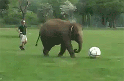 elephant soccer