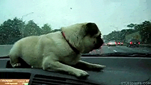 pug chasing windshield wiper