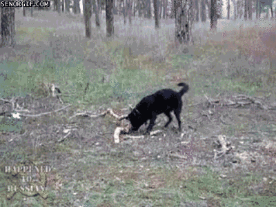 Dog And Small Stick