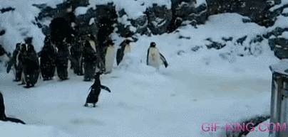 happiest penguin jumps around in the snow
