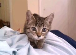 kitty attack