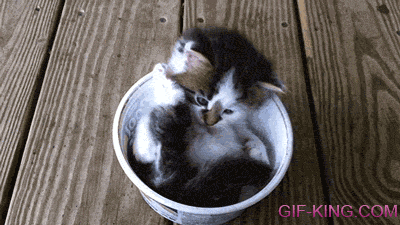 A Cup Kitten